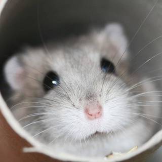 Grey hamster wallpaper