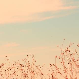 Aesthetic desktop Pinterest wallpaper