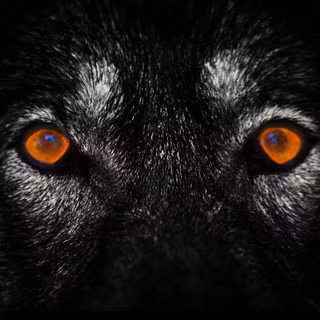 Wolf smartphone eye wallpaper