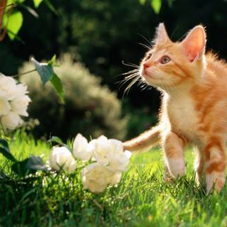 Kitties in spring wallpaper