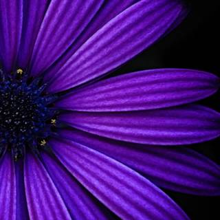 Purple iPhone wallpaper