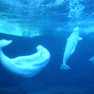 Beluga phone screensaver wallpaper