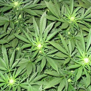 Desktop weed HD wallpaper