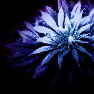 Desktop weed HD wallpaper