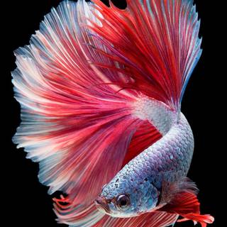 Betta fish 4k iPhone wallpaper