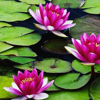 Lotus rose mix wallpaper