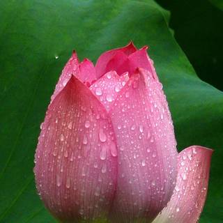 Lotus rose mix wallpaper