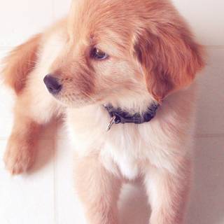 Puppy iPhone wallpaper
