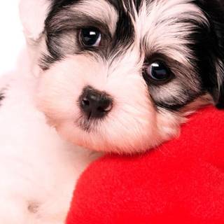 Puppy iPhone wallpaper