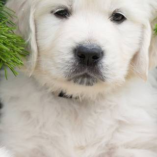 Puppy iPhone wallpaper