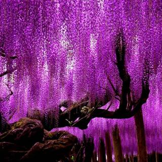 Wisteria flowers wallpaper