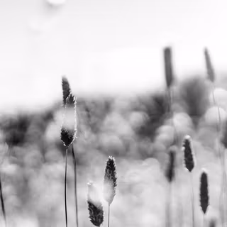 Dark spring HD wallpaper