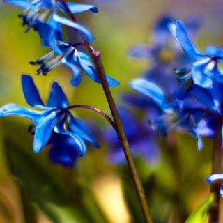 Blue spring flowers wallpaper