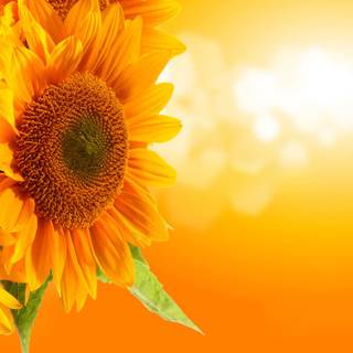 Hi res amoled flower wallpaper