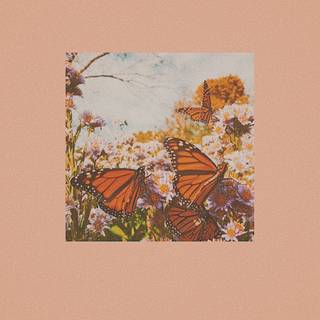 VSCO butterfly aesthetic cover wallpaper