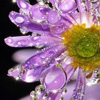 Flowers crystals wallpaper