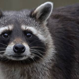 Raccoon computer wallpaper