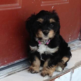 Cavapoo puppies wallpaper