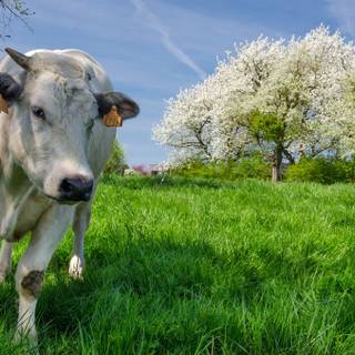 Spring cows wallpaper