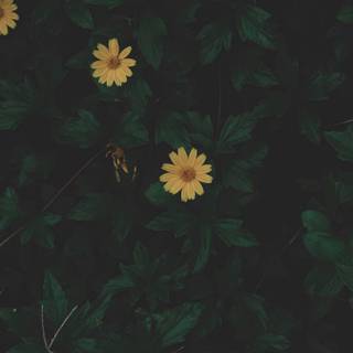 Dark green iPhone wallpaper