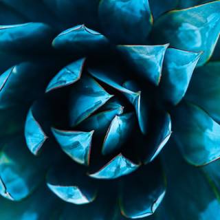 HD focus iPhone wallpaper