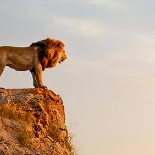 Mufasa 2019 wallpaper