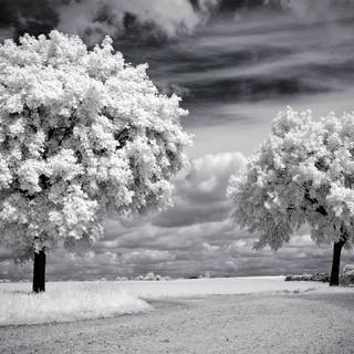 Spring black wallpaper