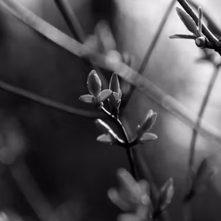 Spring black wallpaper