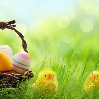 Easter egger chickens wallpaper