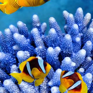 iPhone Clownfish 4k wallpaper