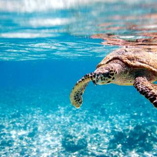 Turtle desktop wallpaper