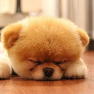 Boo the World's Cutest Dog wallpaper