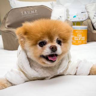 Boo the World's Cutest Dog wallpaper