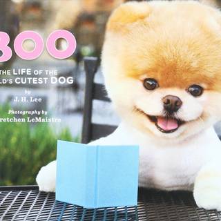 Boo the World's Cutest Dog wallpaper