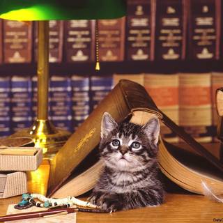 Mother's Day cat wallpaper