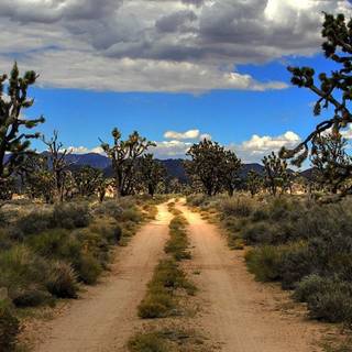 Joshua Tree iPhone wallpaper