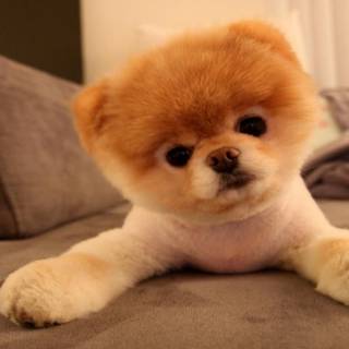 Cute dog desktop wallpaper