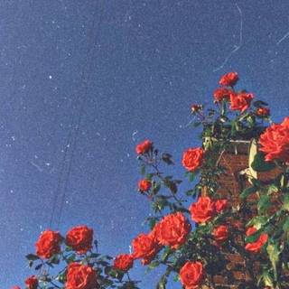 Roses aesthetic wallpaper