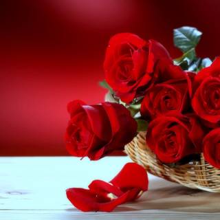 Rose flower computer wallpaper