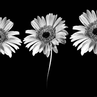 Black and white aesthetic laptop wallpaper