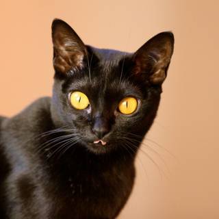 Bombay cat wallpaper