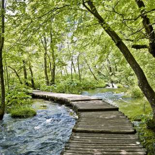 Spring creek wallpaper