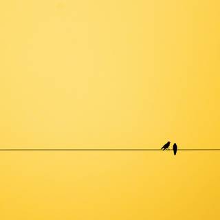 Bird minimalist wallpaper