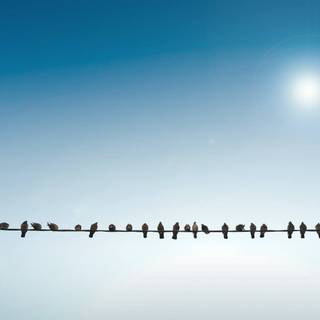 Bird minimalist wallpaper