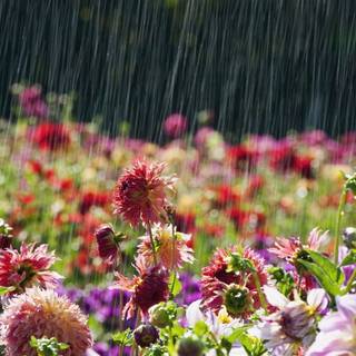 Rain season wallpaper