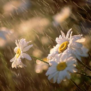 Spring rain wind wallpaper