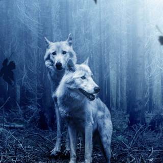 Wolf HD mobile screen wallpaper