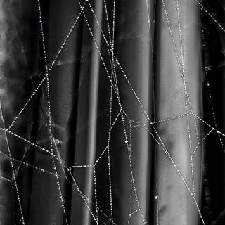 Black spider wallpaper