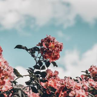 Spring vibe wallpaper