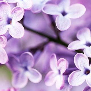 Spring purple wallpaper